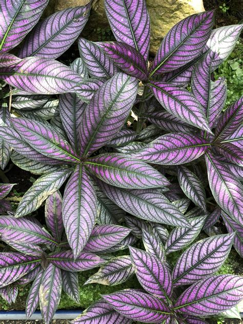 Plant With Green And Purple Leaves